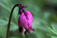 Western Bleeding Heart