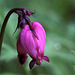 Western Bleeding Heart