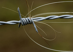 Horsehair in barbed wire