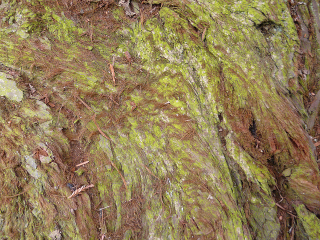 Cedar Texture 2