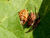 Cross Spider Pair