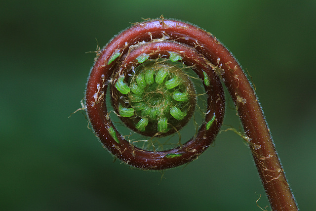 Fern Crozier