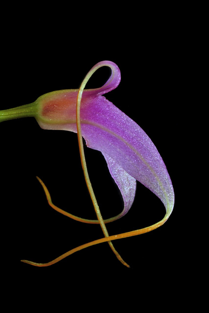 Masdevallia lamprotyria