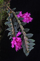 Dendrobium limpidum