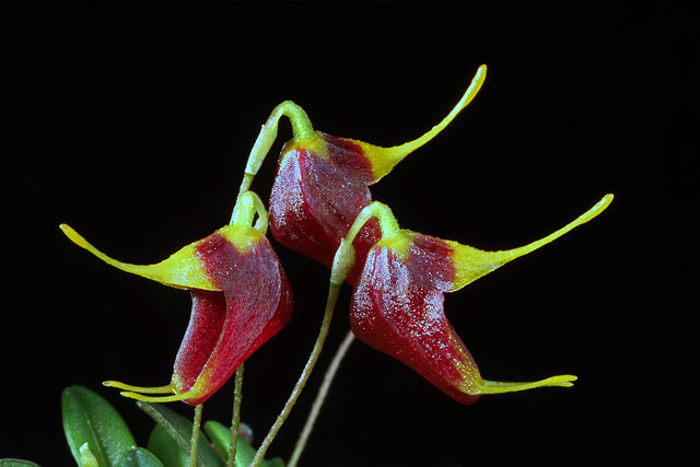 Trisetella dressleri