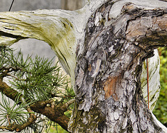 Bonsai Jack Pine – Montréal Botanical Garden