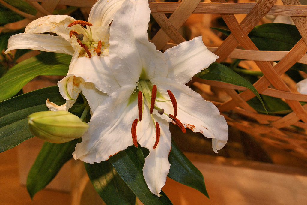 Gilding the Lily – Ikebana Exhibition, National Arboretum, Washington D.C.