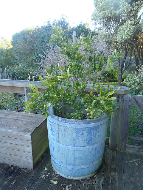 kaffir lime tree