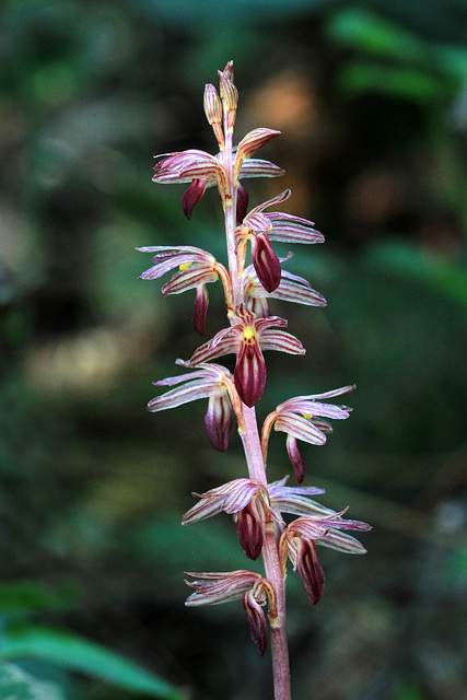 Corallorhiza striata var. striata