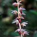 Corallorhiza striata var. striata