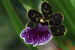 Zygonaria Adelaide Meadows Zygonaria Adelaide Meadows