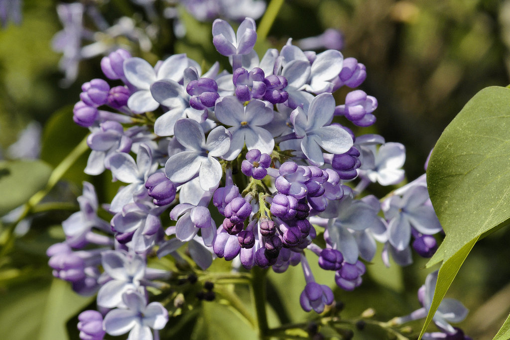 Lilac Explosion – National Arboretum, Washington DC