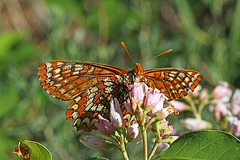 Snowberry Checkerspot on Creeping Snowberry Flowers