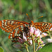 Snowberry Checkerspot on Creeping Snowberry Flowers