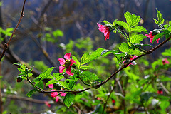 Salmonberry Flowers in Sunlight