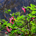 Salmonberry Flowers in Sunlight