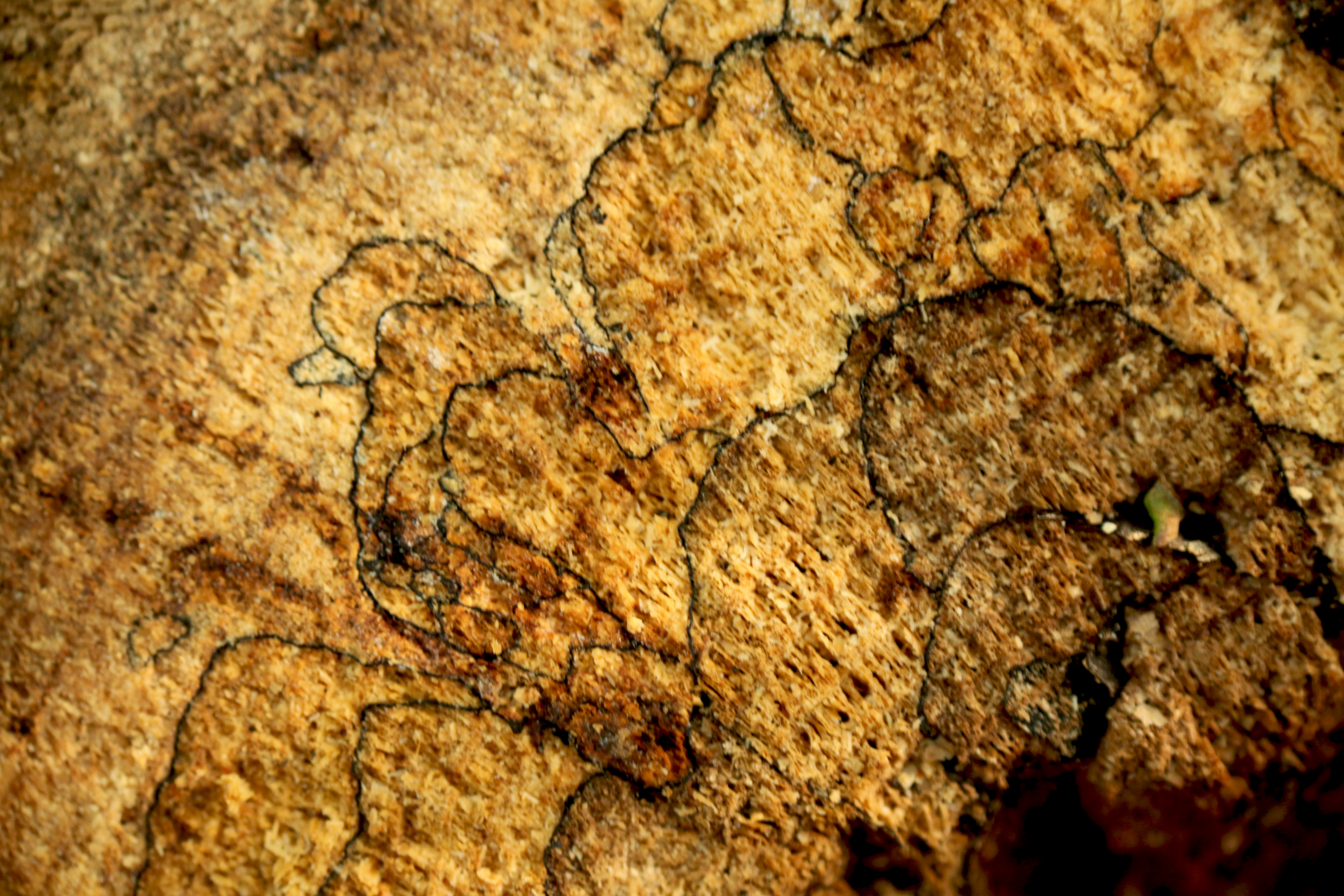 Wood Drawings