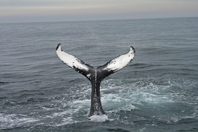 Humpback Whale - Húsavík