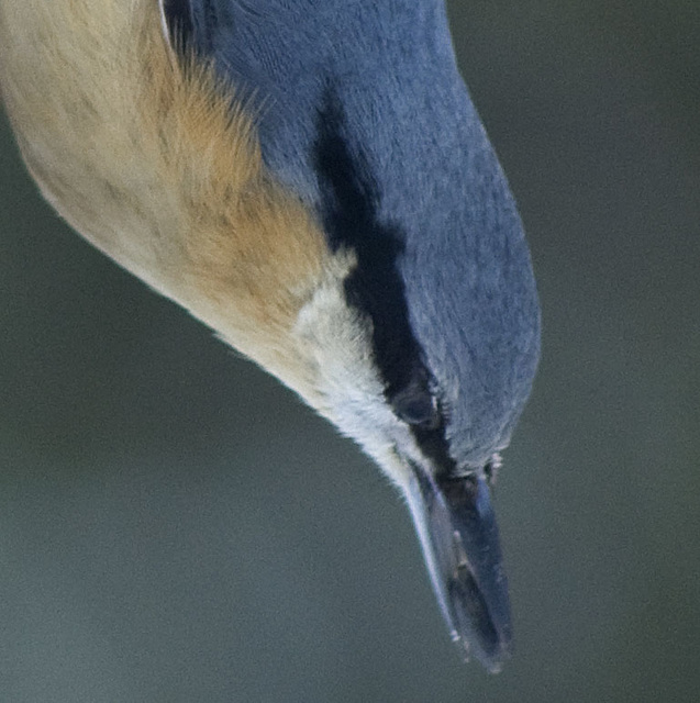 Nuthatch close-up