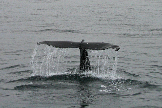 Humpback Whale - Húsavík