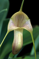 Masdevallia filaria