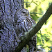 Barred Owl