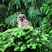 Barred Owl/Pacific NW