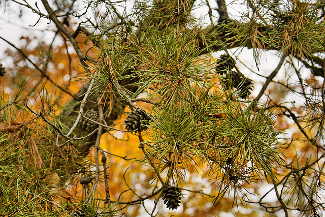 Scrub Pine – Fern Valley, National Arboretum, Washington D.C