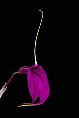 Masdevallia Ruby Slippers