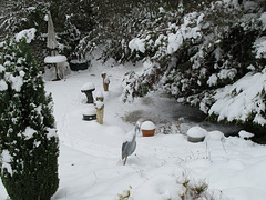 Snowy garden