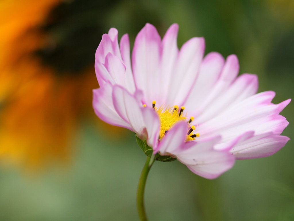 Cosmos Flower