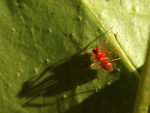 Another Tiny Red Spider Gonatium sp.