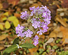 Garden Phlox – Fern Valley, National Arboretum, Washington D.C