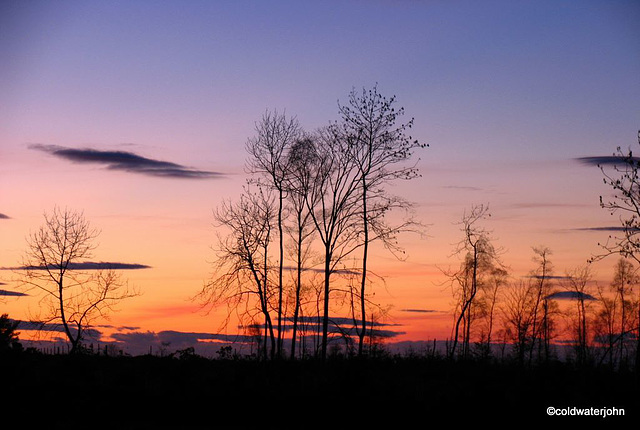 Trees silhouetted against the sky at dusk near Blervie Castle ruins