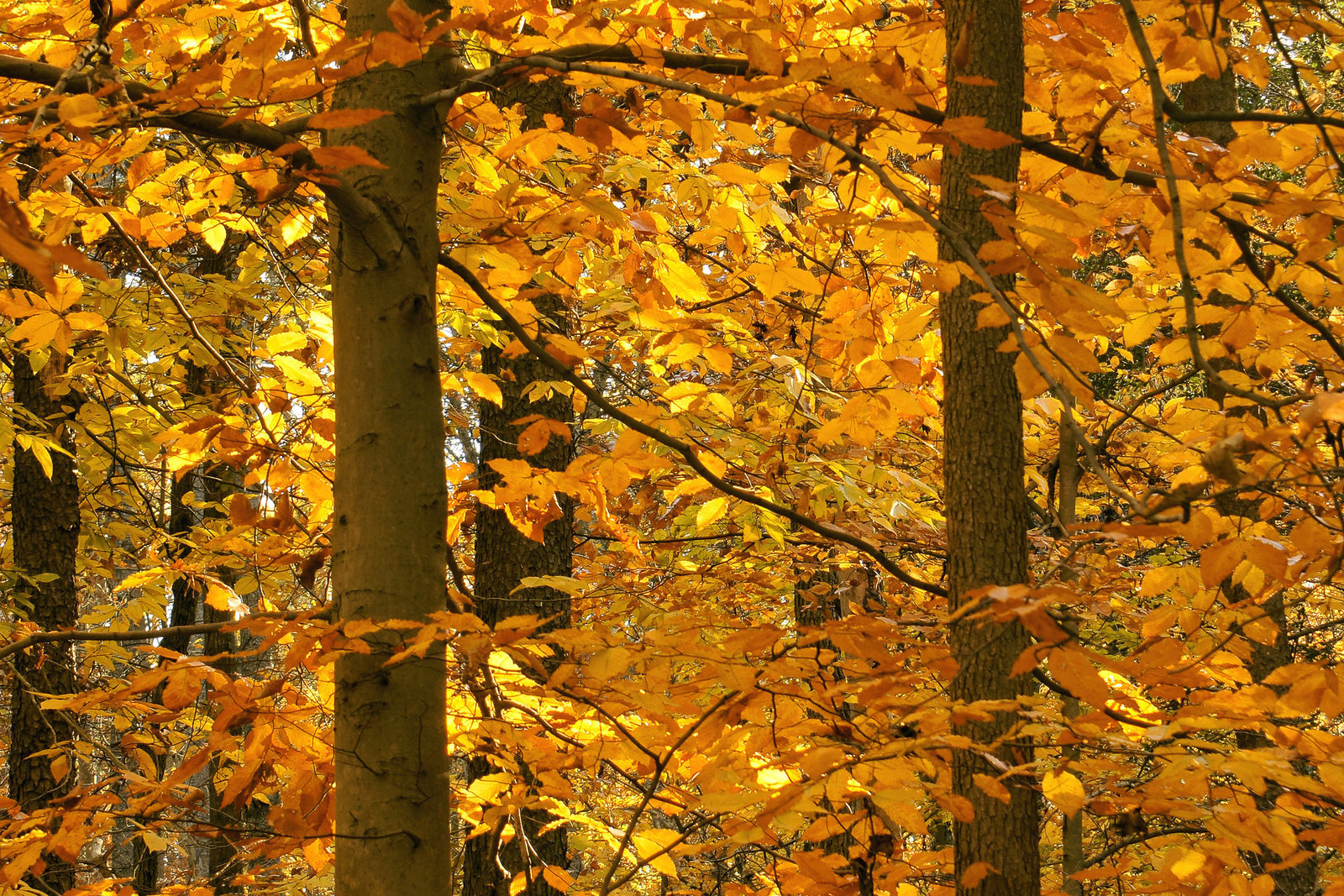 The First Temples – Greenbelt National Park, Greenbelt, Maryland