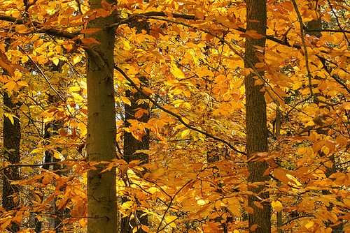The First Temples – Greenbelt National Park, Greenbelt, Maryland