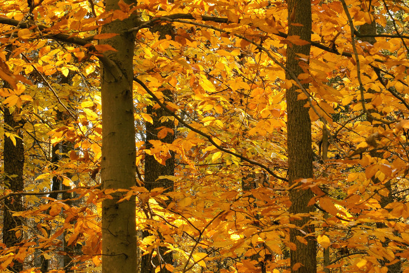 The First Temples – Greenbelt National Park, Greenbelt, Maryland
