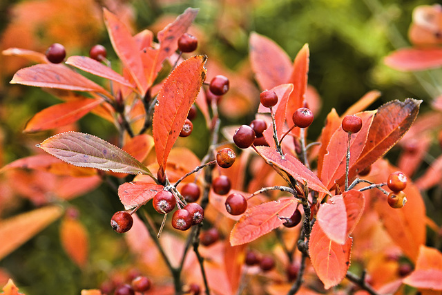 Red Chokeberries – National Arboretum, Washington D.C