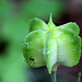 Columbia Lily Seedpod and Spider