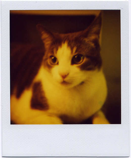 bright eyes
