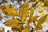 Beauty Tinged With Sorrow – Greenbelt National Park, Greenbelt, Maryland