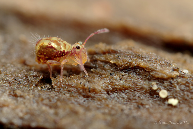 Dicyrtomina saundersi