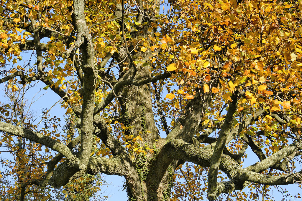 Between Heaven and Earth – National Arboretum, Washington D.C