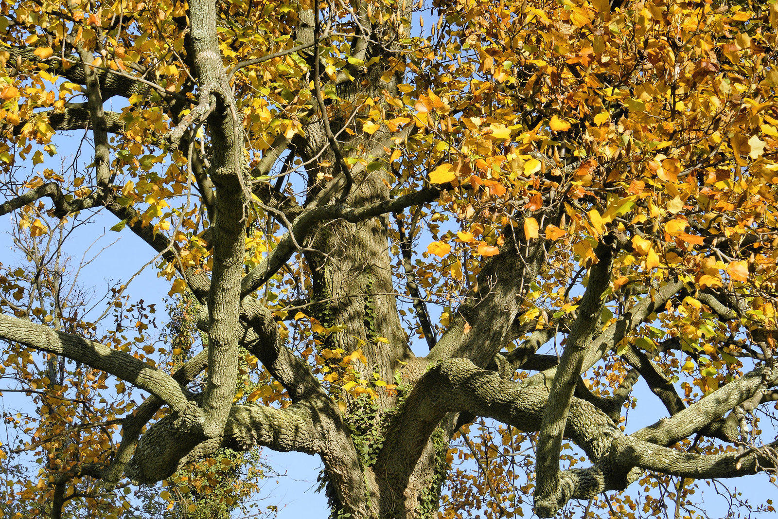 Between Heaven and Earth – National Arboretum, Washington D.C