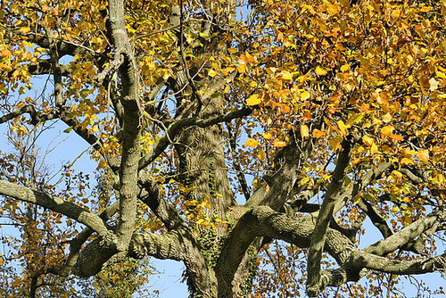 Between Heaven and Earth – National Arboretum, Washington D.C