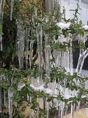 Icicles