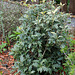 Osmanthus heterophyllus ' Goshiki'