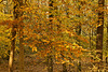 Sun-Dappled Leaves – Greenbelt National Park, Greenbelt, Maryland