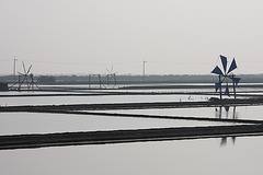 Rice Paddies