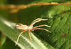 Young Nursery Web